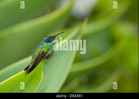 Colibri étincelant violetear perché sur la leaf au Costa Rica, Amérique Centrale Banque D'Images