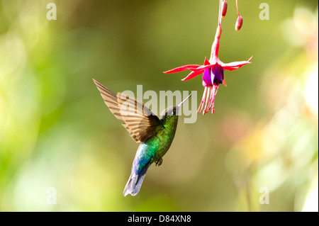 Le Colibri à Fiery volant autour d'une fleur arbre au Costa Rica, Amérique Centrale Banque D'Images