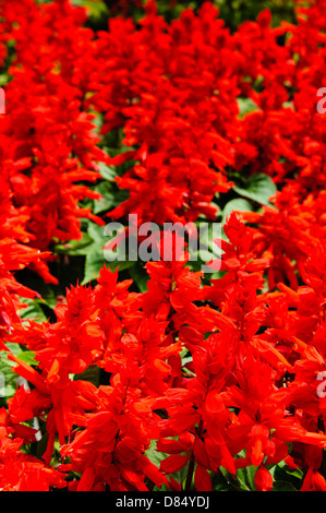 Vista à l'intérieur de la salvia rouge à effet de pépinière, Arkansas, USA. Banque D'Images