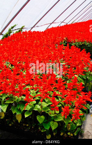 Vista à l'intérieur de la salvia rouge à effet de pépinière, Arkansas, USA. Banque D'Images