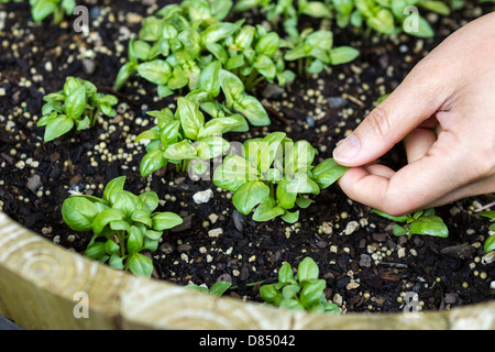 Photo horizontale d'une part des femmes touchant un nouveau plant de basilic dans un tonneau le semoir Banque D'Images