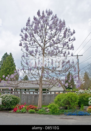 Arbre généalogique de la digitale, Paulownia tomentosa est en pleine floraison mauve avec fleurs. Également connu sous le nom de princesse ou impératrice arbre. Banque D'Images