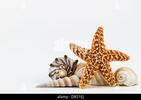 Une étoile de sucre et divers coquillages. Banque D'Images