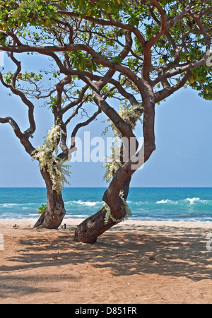 Image romantique est deux arbres tropicaux héliotrope avec des faisceaux d'orchidées blanches de la croissance des troncs. Banque D'Images