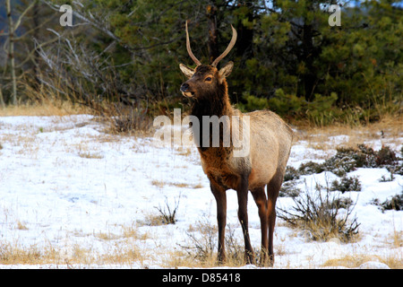 40 913,04342 spike jeunes oreilles, Bull Elk à bois armé et les yeux droit devant, avec attention à la recherche des signes de danger. Banque D'Images