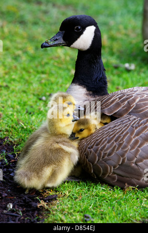 41 411,00084 mère sauvage Canada goose couché avec 4 jeunes oisons bébé jaune floue, deux niché sous son aile et atteint un sommet. Banque D'Images