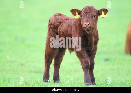 Un rubis rouge veau Devon new born Banque D'Images