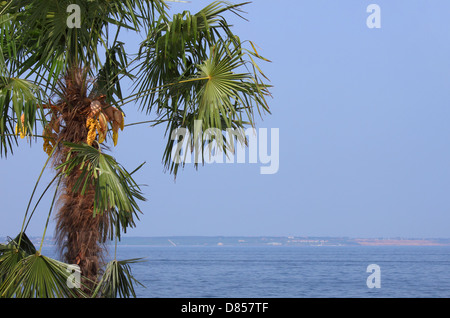 Close up of palm tree at seaside Banque D'Images