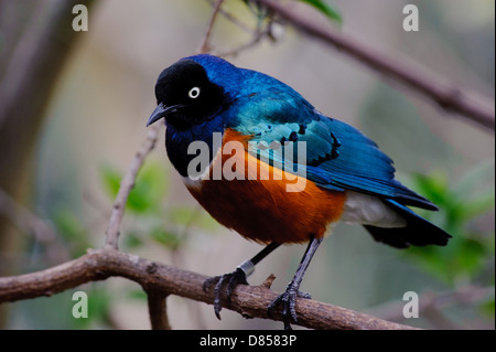 Starling superbe dans un arbre Banque D'Images