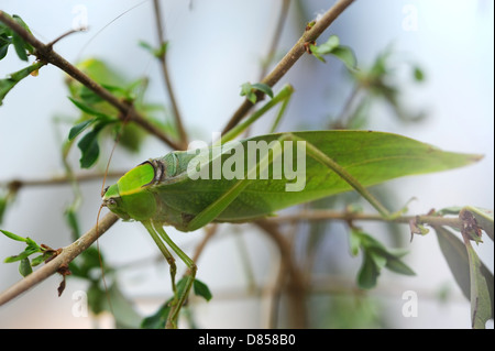 Katydid géant sur une plante Banque D'Images