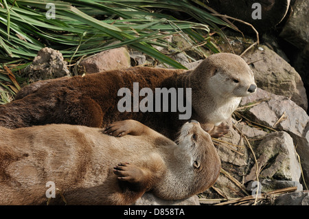 North American River Otter - Lontra canadensis Banque D'Images