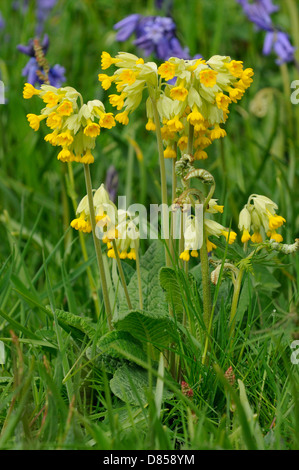 Coucou bleu - Primula veris fleurs dans l'herbe avec jacinthes en arrière-plan Banque D'Images