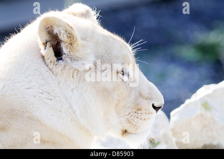 Profil de gros plan femme white lion portrait Banque D'Images