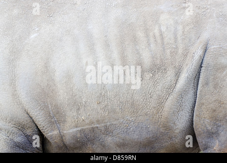 Closeup détail de la texture de la peau de rhinocéros pour le fond Banque D'Images