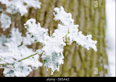 La neige recouvre de houx sur une journée d'hiver Banque D'Images