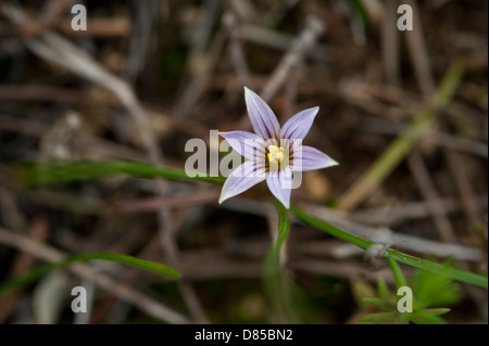 Romulea bulbicodium var clusiana, grandissant dans la garrigue sur les sierras d'Andalousie, espagne. Février. Banque D'Images