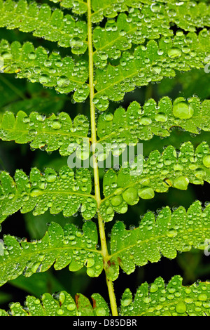 Osmunda claytoniana fougère interrompue (frondes) avec les gouttes de pluie, le Grand Sudbury, Ontario, Canada Banque D'Images