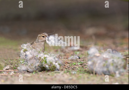 Chaffinch Fringilla coelebs femelle, rassemble des matériaux de nidification. Au printemps. Uk Banque D'Images