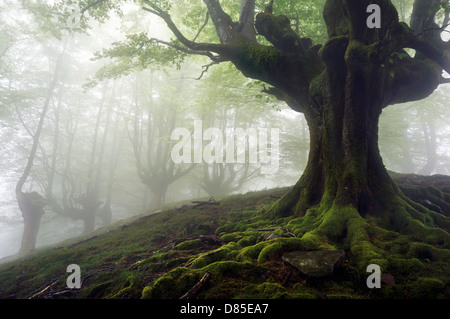 Forêt de brouillard mystérieux avec arbres avec racines tordues Banque D'Images