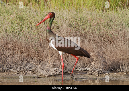 Une Cigogne noire (Ciconia nigra) marcher dans l'eau peu profonde Banque D'Images