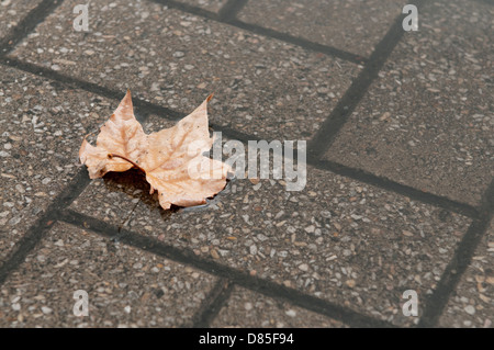 Une seule feuille d'automne flottant sur le ruissellement des eaux de pluies sur une surface pavée Banque D'Images