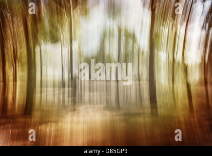 Soft focus photo de forêt sombre, abstract natural background image floue, grunge, effrayant, forestiers nature mystère Banque D'Images
