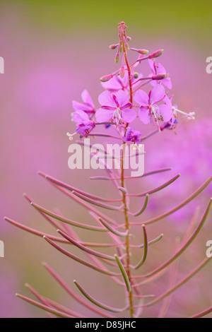 L'épilobe (Chamaenerion angustifolium) fleur Grand Sudbury, Ontario, Canada Banque D'Images