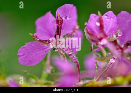 L'épilobe (Chamaenerion angustifolium) Fleurs avec pluie Grand Sudbury, Ontario, Canada Banque D'Images