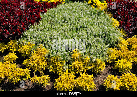 Fleurs dans le Jardin botanique de Niagara avec Coleus le jardin de roses section Niagara Falls, Ontario, Canada Banque D'Images