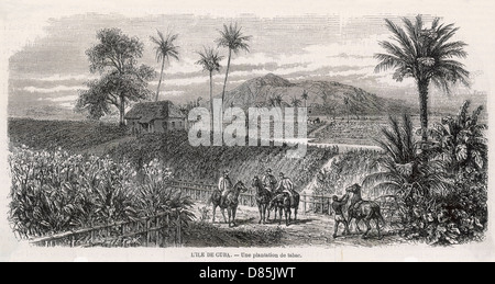 Plantation cubaine de tabac Banque D'Images