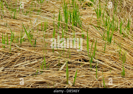 Marsh grass blades qui sortent d'un tapis d'herbes mortes Grand Sudbury, Ontario, Canada Banque D'Images