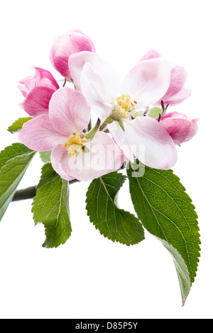 Close Up of tree fleurs de pommier avec des feuilles vertes sur fond blanc. Banque D'Images