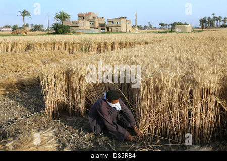 La récolte du blé, l'agriculteur Haute Egypte Banque D'Images