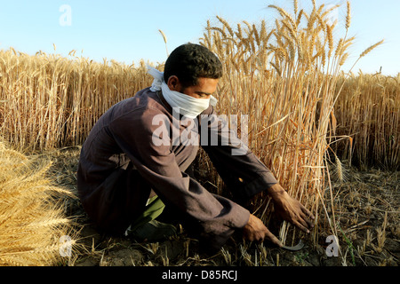 La récolte du blé, l'agriculteur Haute Egypte Banque D'Images