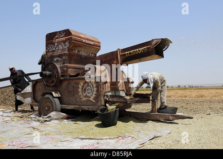 Batteuse dans un champ de blé en Haute Egypte Banque D'Images