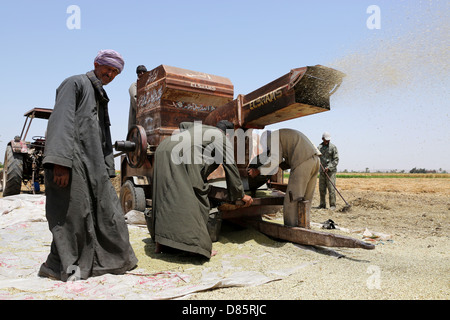 Batteuse dans un champ de blé en Haute Egypte Banque D'Images