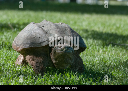 Tortue femelle à la recherche d'un endroit pour pondre ses oeufs sur les rives de la rivière Haines Creek dans le comté de Lake, en Floride, USA Banque D'Images