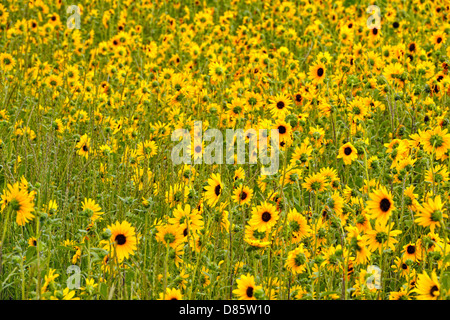 Le tournesol sauvage le long de la route, Rugby, dans le Dakota du Nord, USA Banque D'Images