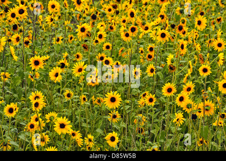 Le tournesol sauvage le long de la route, Rugby, dans le Dakota du Nord, USA Banque D'Images