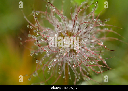 Anémone ouest Vieux Mans Beard (Anemone occidentalis) avec de la graine de gouttes de Waterton Lakes National Park, Alberta, Canada Banque D'Images