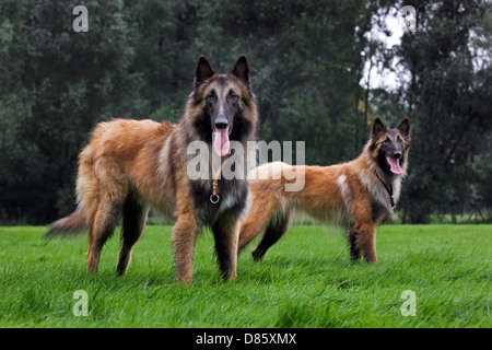 Deux Berger Belge Tervuren / Tervueren (Canis lupus familiaris) les chiens dans le jardin Banque D'Images