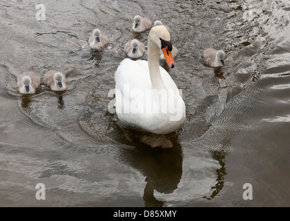 Cygne muet avec son logo sur une rivière Banque D'Images