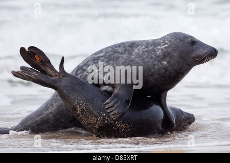 Deux phoques gris / phoque gris (Halichoerus grypus) fighting on beach in the surf Banque D'Images
