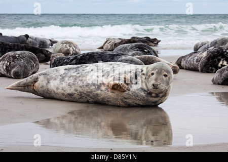 Les phoques gris / phoque gris (Halichoerus grypus) colonie reposant sur plage le long de la côte de la mer du Nord Banque D'Images
