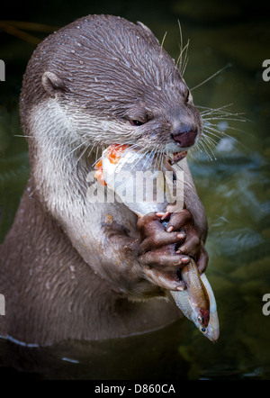 Otter de manger du poisson au zoo Banque D'Images