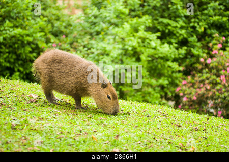 Capybara (Hydrochoerus hydrochaeris), le plus gros rongeur du monde, sur les rives de la rivière d'Itajai. Banque D'Images