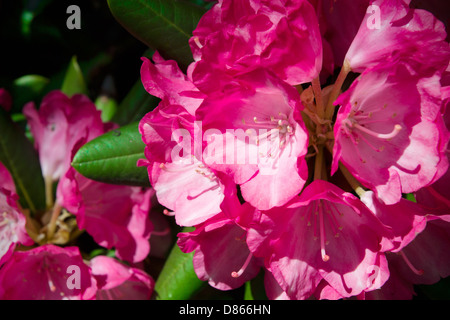 Rhododendron close-up, selective focus Banque D'Images