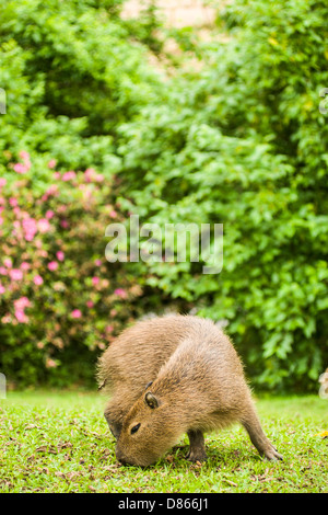 Capybara (Hydrochoerus hydrochaeris), le plus gros rongeur du monde, sur les rives de la rivière d'Itajai. Banque D'Images