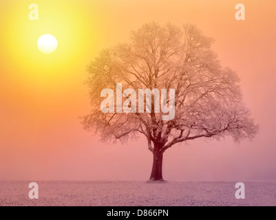 Lone Oak tree in field. Wilsonville, Oregon Banque D'Images