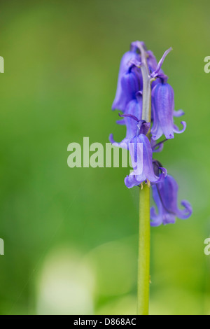 Hyacinthoides non scripta. Dans une fleur Bluebell English woodland Banque D'Images